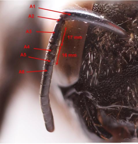 Xylocopa valga